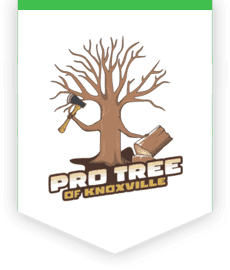 Pro Tree of Knoxville