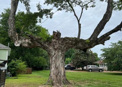 Forestry Mulching Removal Knoxville TN