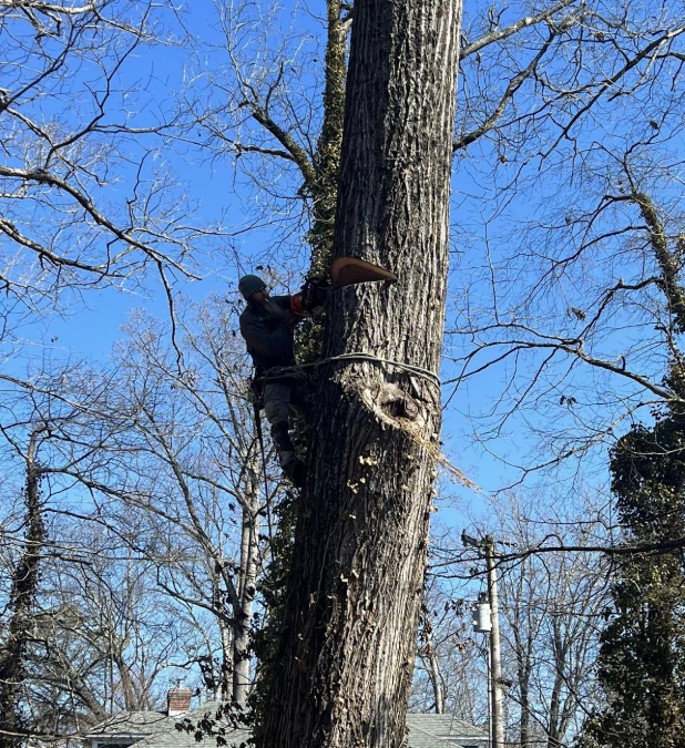 Professional Tree Removal by Pro Tree of Knoxville in Oak Ridge, TN