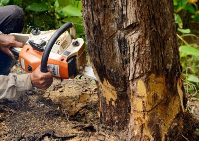 Tree Removal Oak Ridge TN