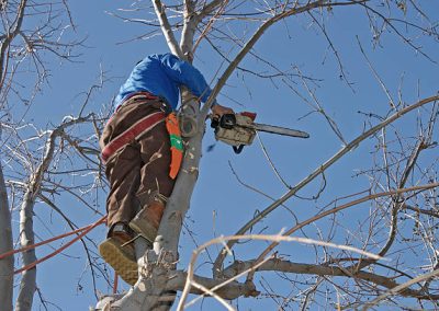 Tree Services Sevierville TN