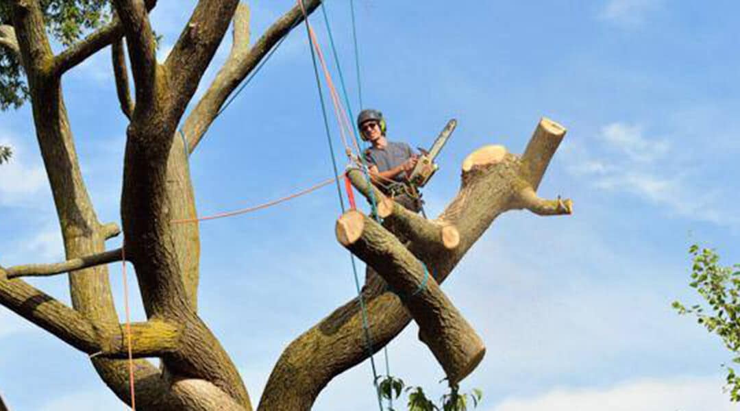 Bad Tree Pruning Practices You Need To Avoid