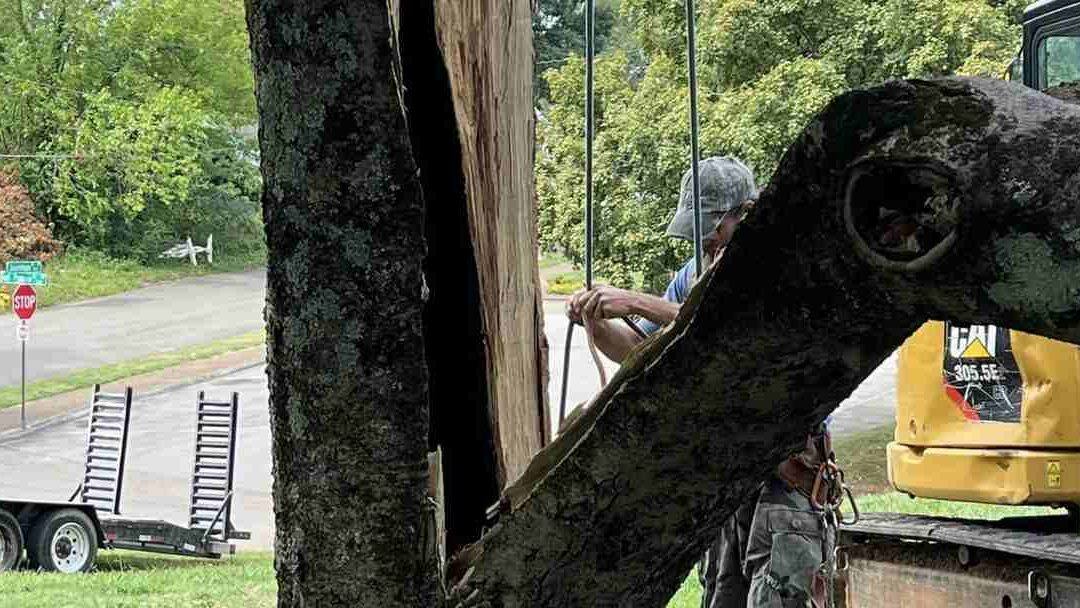 Can a Tree Survive a Split Trunk?