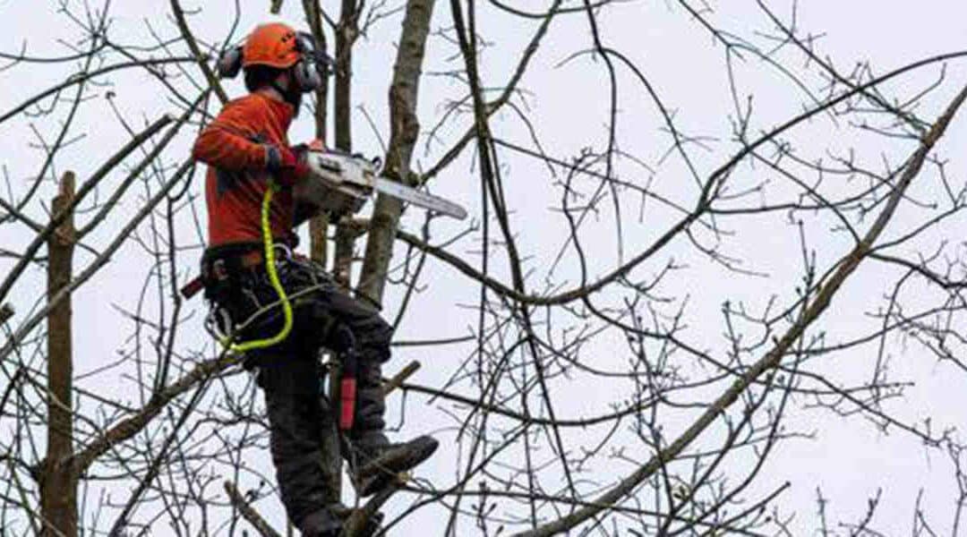 Can You Kill an Apple Tree by Over Pruning?
