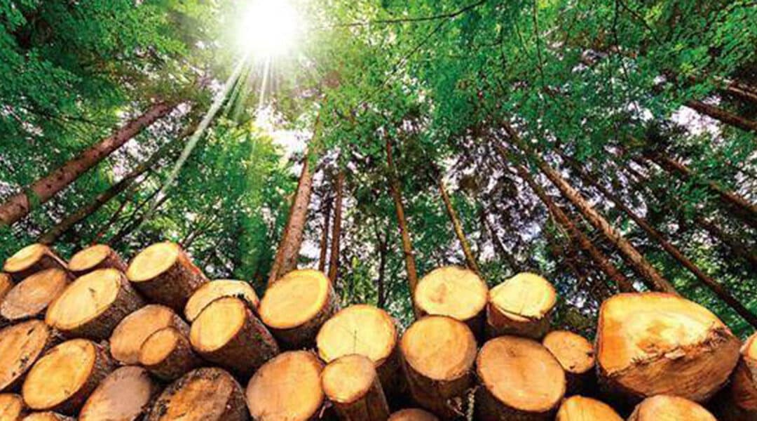 Cutting Down a Tree in Sections: 2 Steps from the Pros