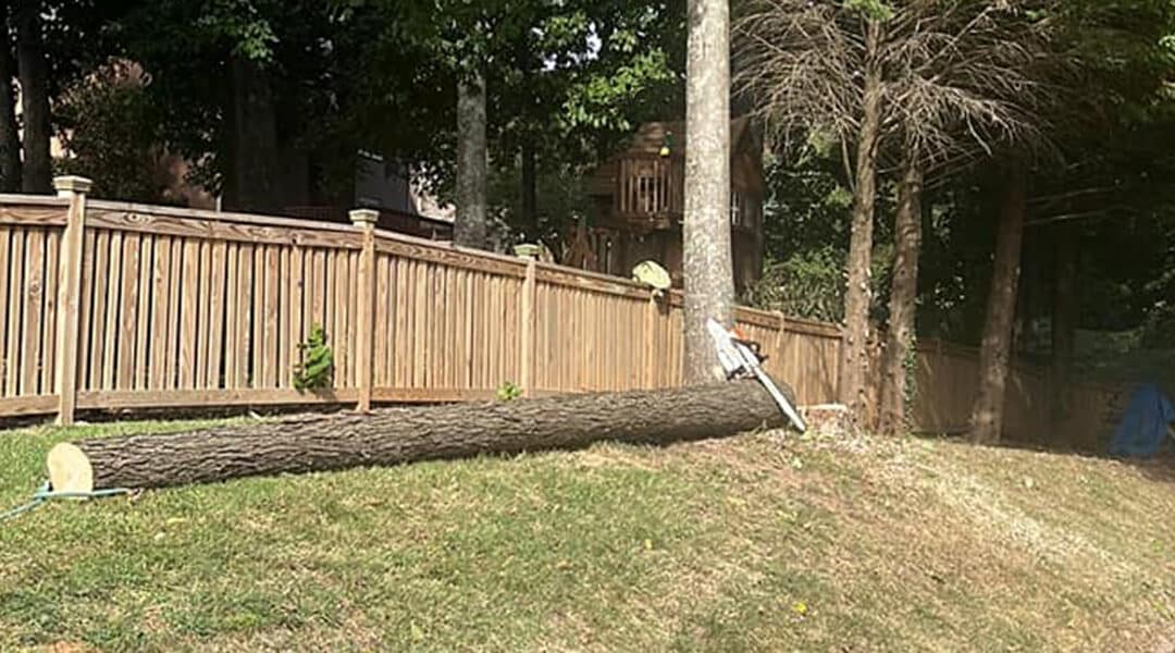 DIY Tree Removal: Why&nbsp;It’s Not Recommended&nbsp;