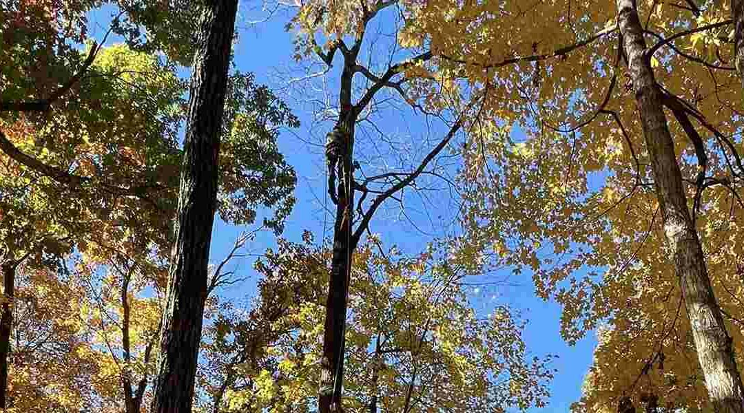Do Tree Branches Grow Back?  
