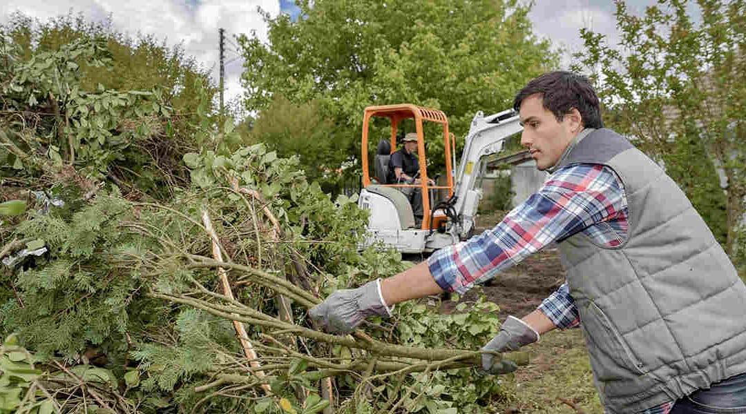 Does Cutting Down Trees Increase Property Value?