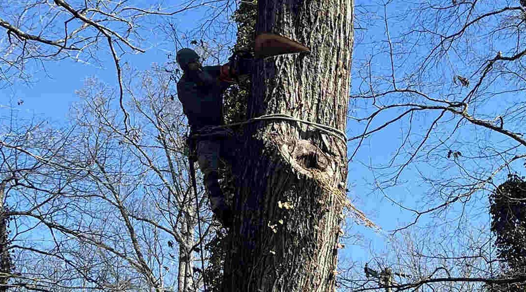 What Causes Holes in Trees in Clinton, TN?