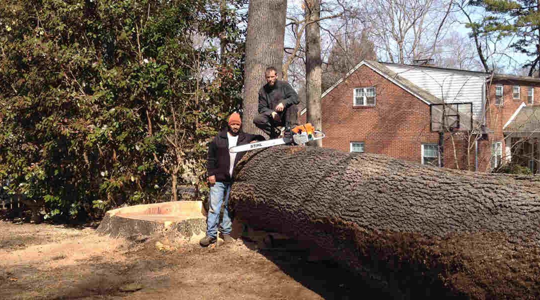 How To Safely Cut Down a Tree Near Your House