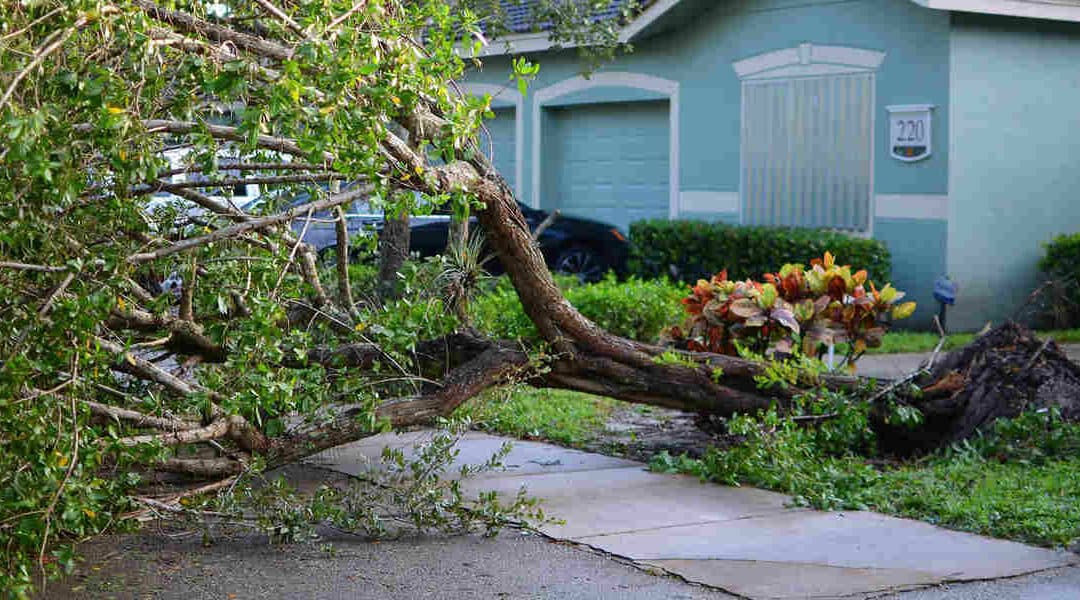 How to Remove Big Tree Roots From the Ground  