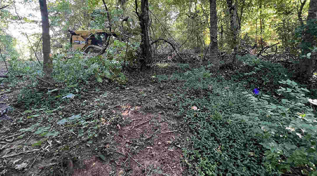 The Most Common Invasive Species of Trees in Tennessee
