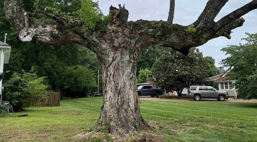 Pros and Cons of Mulching Around Trees in Jefferson City, TN