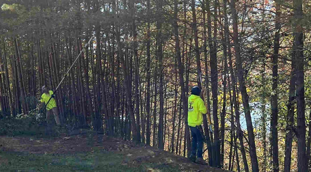 Pruning vs. Trimming Your Trees in Oak Ridge, TN: What’s the Difference?