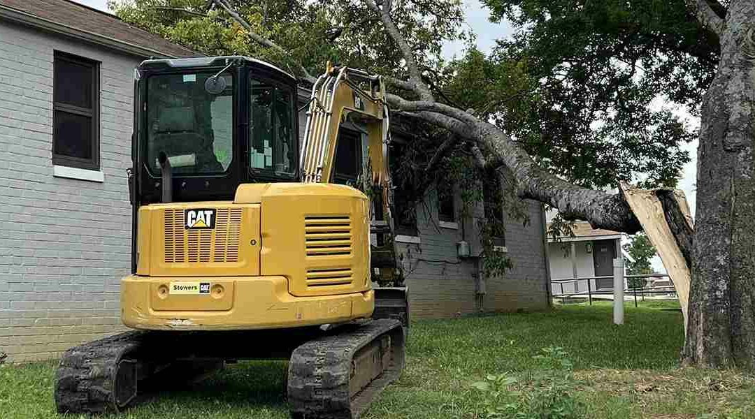 5 Reasons Why Removing Large Trees Is Necessary