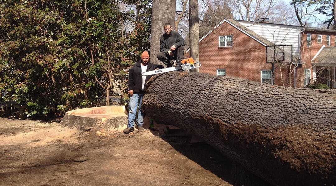 3 Signs a Tree Needs to Be Removed 