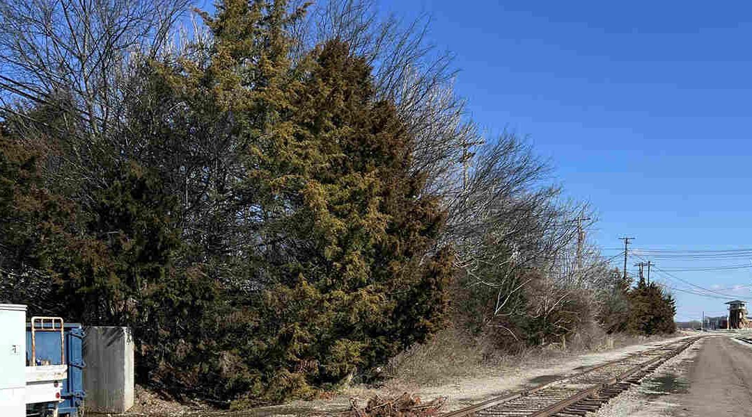 The Stages of Tree Growth: A Guide for Knoxville, TN Residents