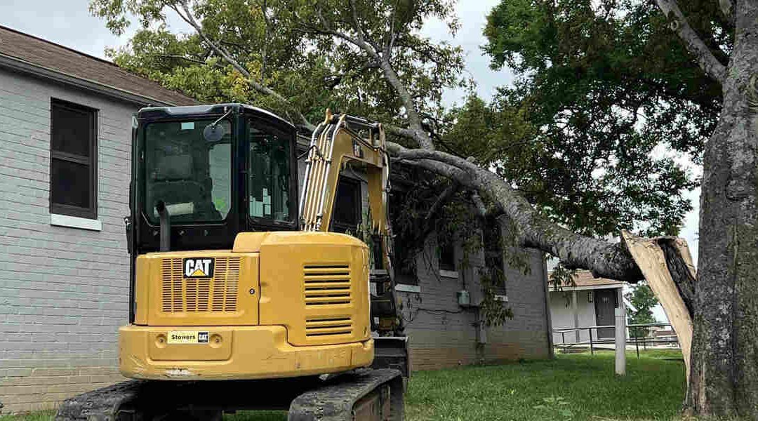 What Causes Stress Cracks in Trees and How To Prevent It?