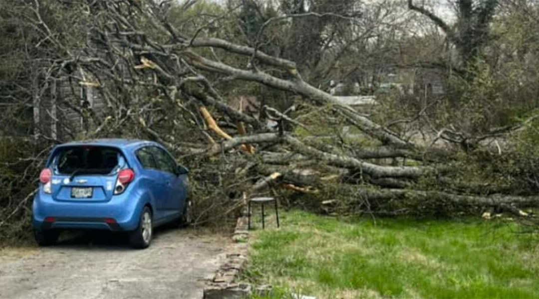 What To Do With a Tree Blocking Your Driveway in Knoxville, TN?