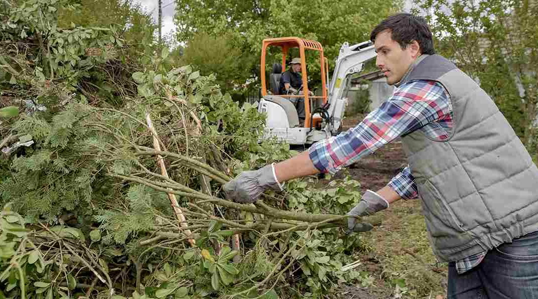 Tree Infestation Identification Guide for Homeowners