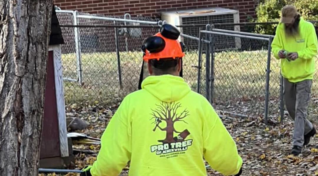Tree Removal Permit in Knoxville: How We Can Help