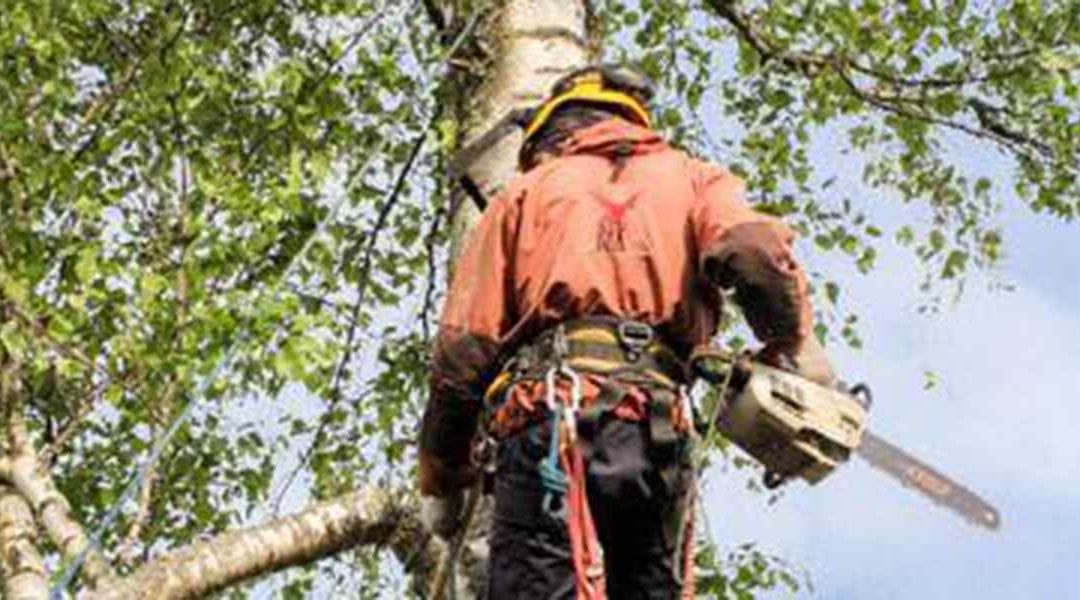 How Tree Topping Harms Your Trees in Knoxville, TN