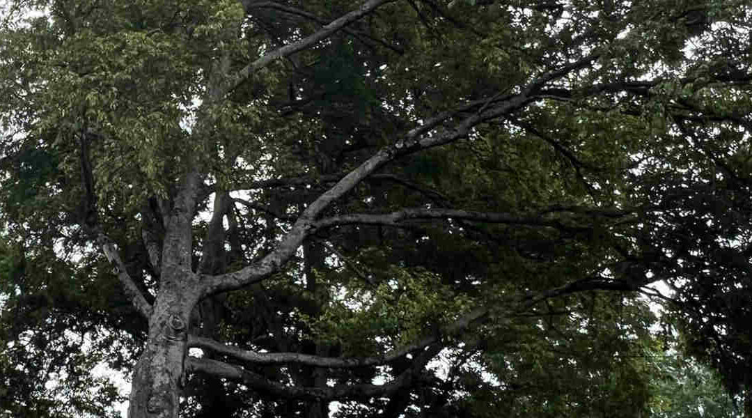 Here’s What To Do With a Tree With Hanging Branches