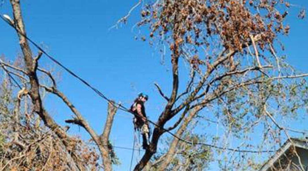 What Causes a Tree To Die in Knoxville, TN?