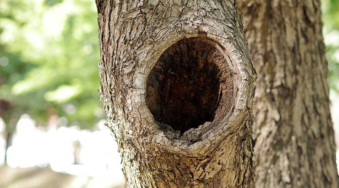 Four Reasons Behind Large Holes in Your Tree Trunks in Dandridge, TN