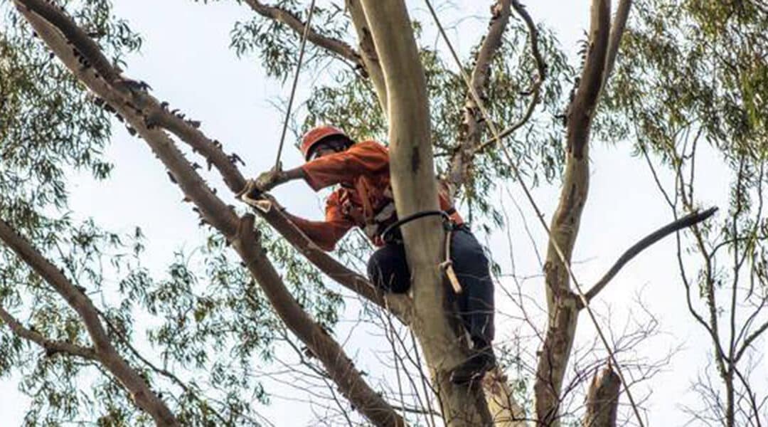 What Is Tree Pruning and Why Is It Important?