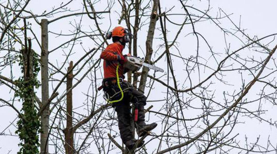 When Is the Best Time to Trim Trees? A Brief Guide