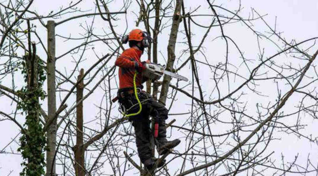 Will Pruning a Tree in Summer Kill It?